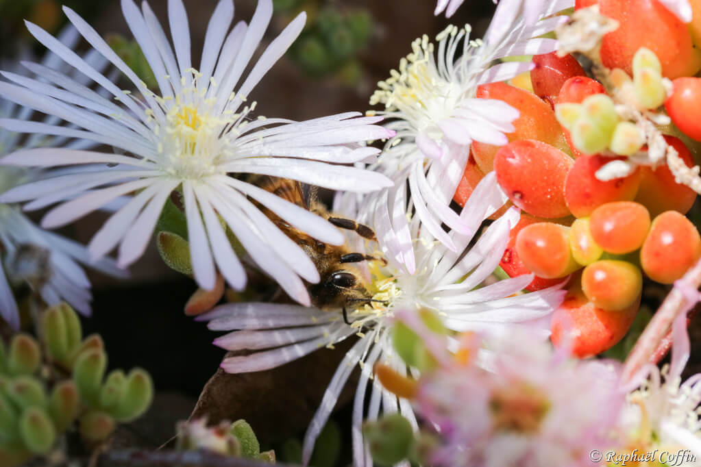 Macro d'une abeille butinant au milieux des fleurs