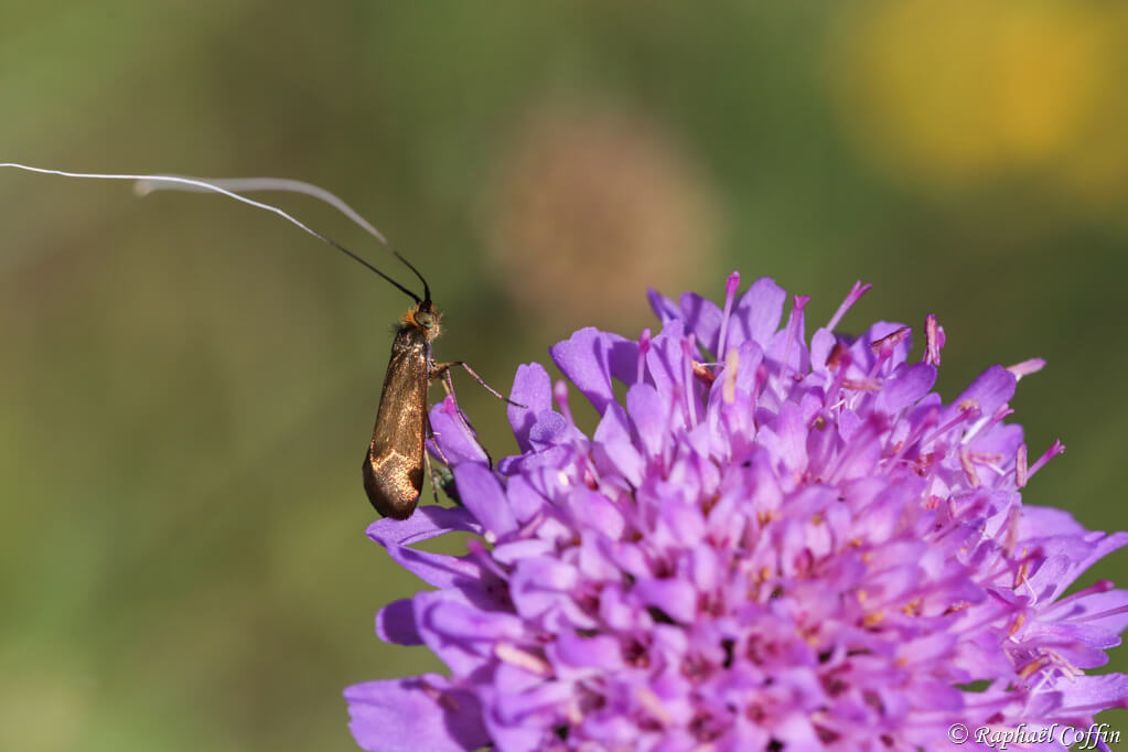 Macro d'un petit papillon avec de longue antennes sur une fleur