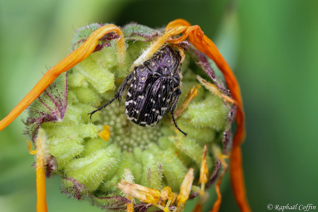 Macro de scarabé sur une fleur très colorée