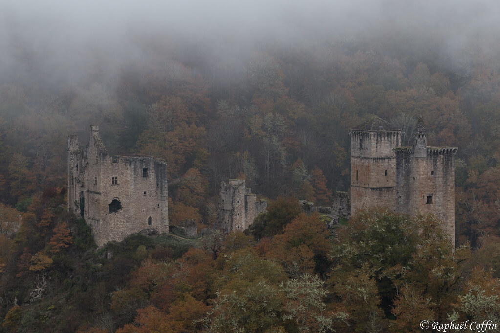 Les tours merle au levé du jour dans la brume en Corrèze