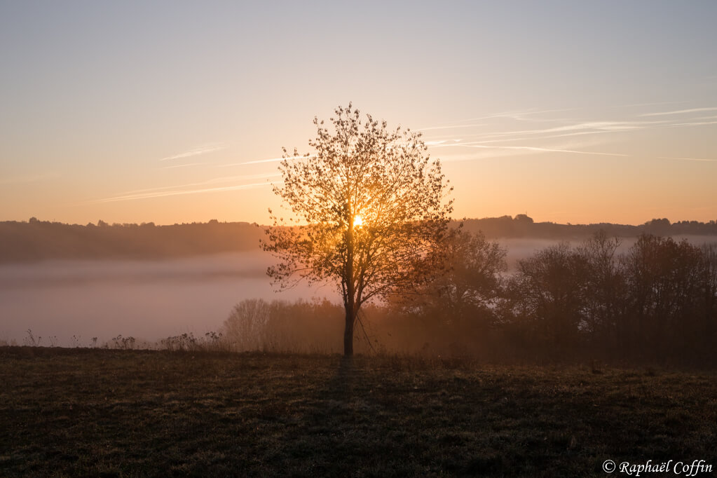Magnifique levé de soleil filtré par un arbre en Corrèze