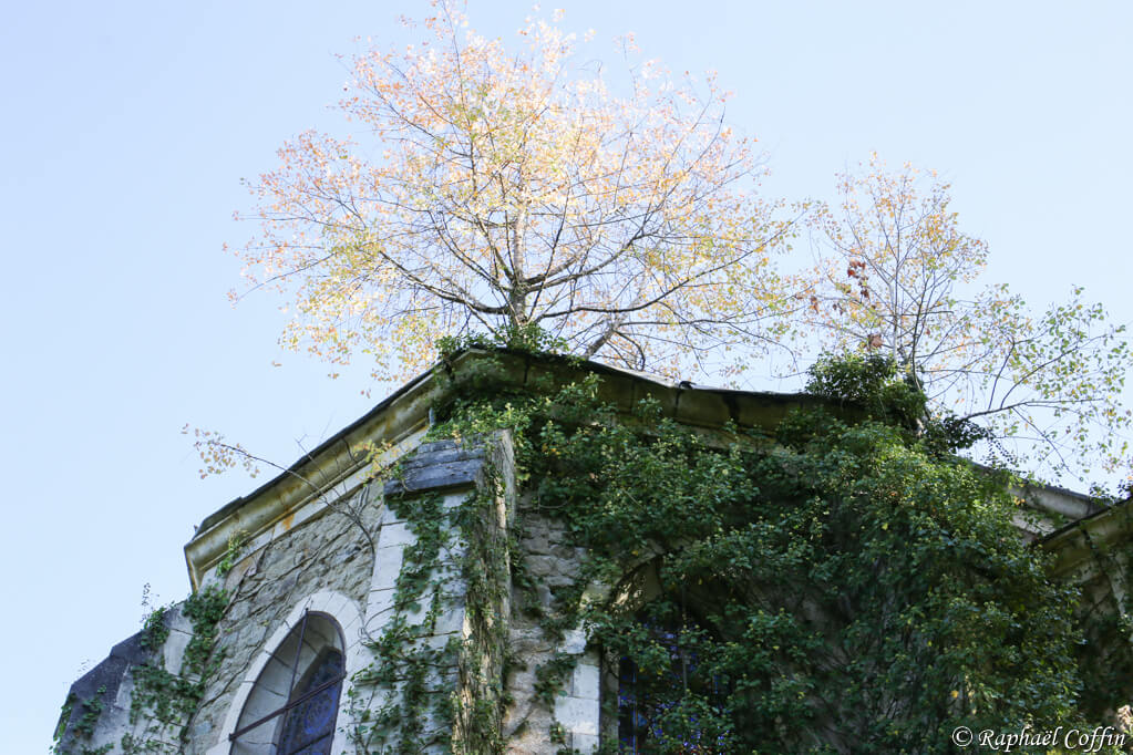 Arbre poussant sur le toit d'une église abandonnée