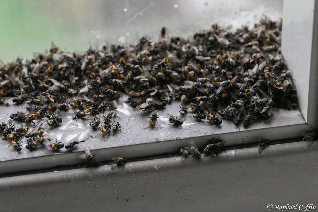 Urbex centaines de mouches mortes sur une fenêtre