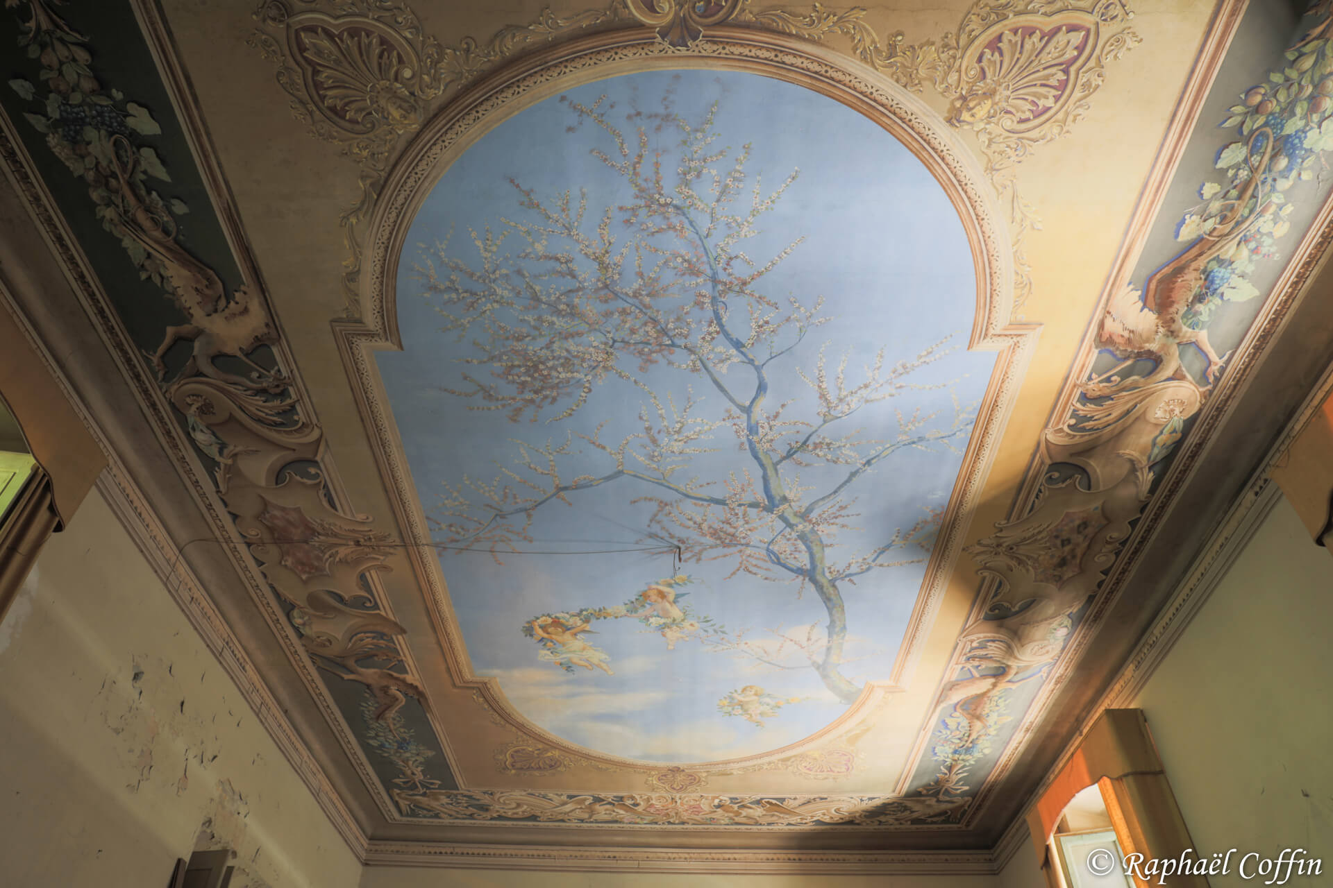 Splendide plafond peint avec un arbre en fleur au centre dans la pièce principale du Palazzo d’Oro.